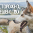 Осторожно, бешенство! - Народное слово